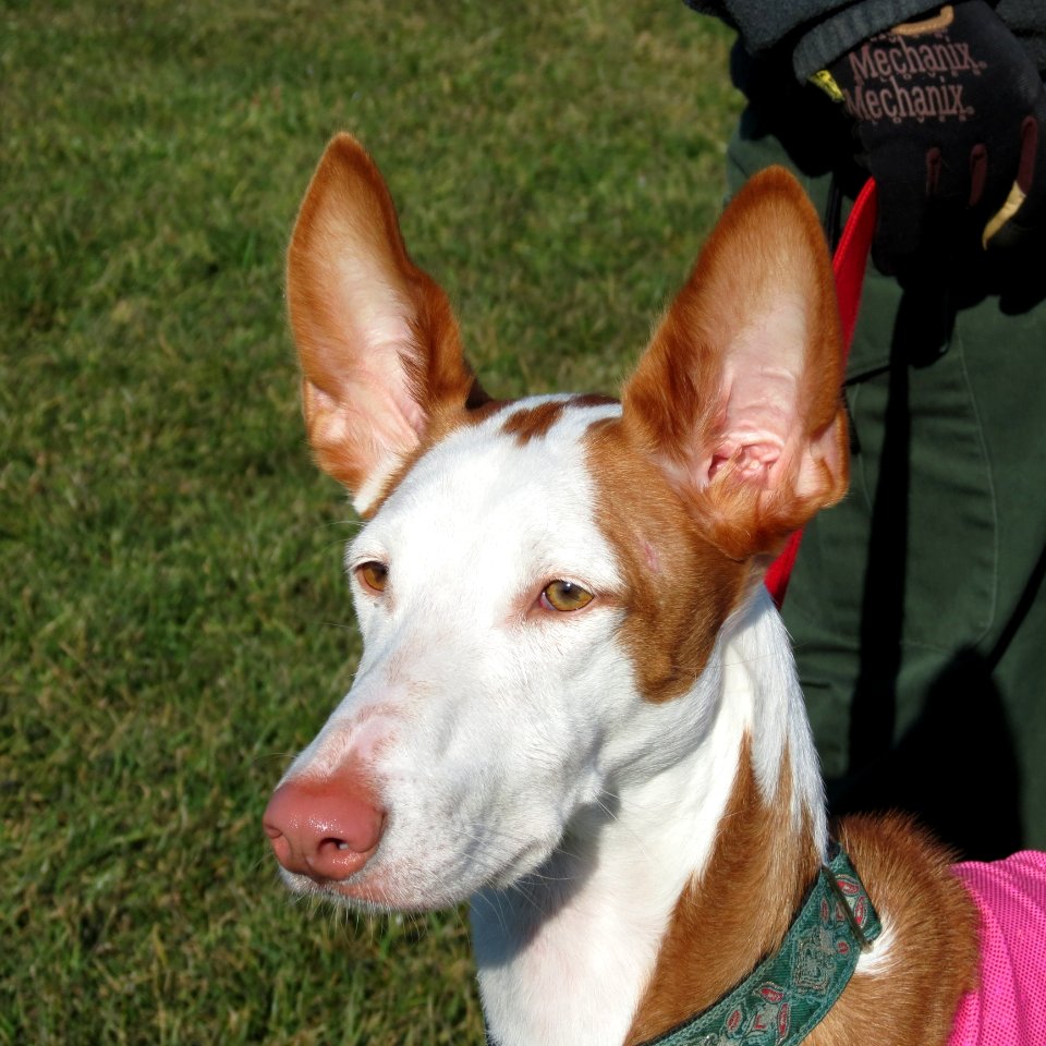 Dog Breed Dog Dog Like Mammal Ibizan Hound photo