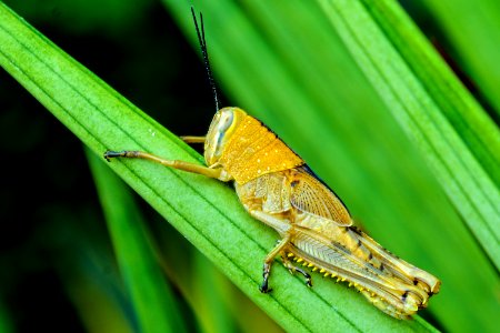 Insect Locust Cricket Like Insect Macro Photography photo