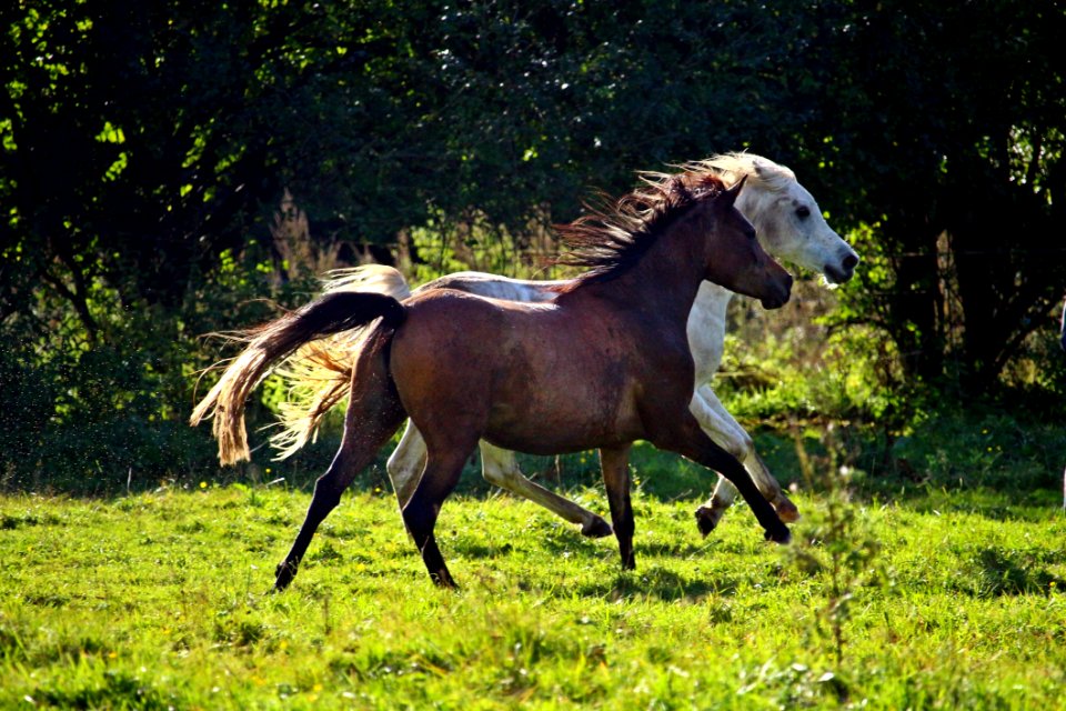 Horse Pasture Mare Stallion