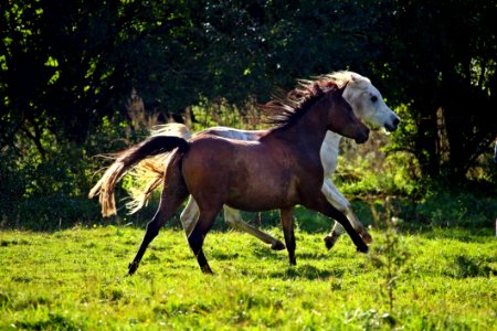 Horse Pasture Mare Stallion