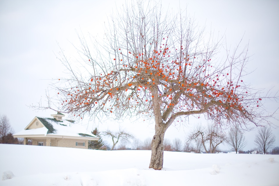 Winter snow landscape