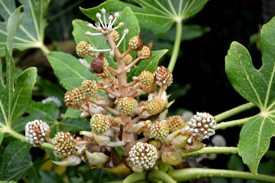 Plant Flora Subshrub Herbaceous Plant