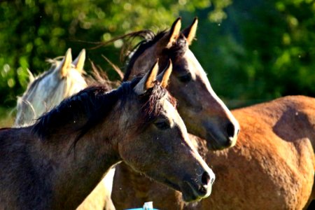 Horse Mane Mare Horse Like Mammal photo