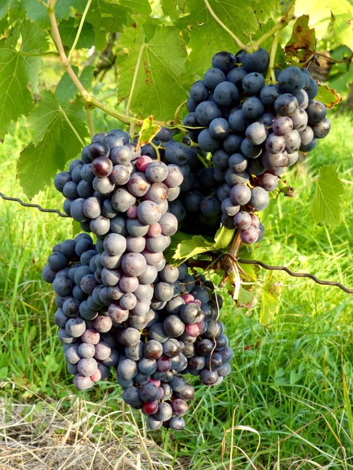 Grape Fruit Grapevine Family Vitis