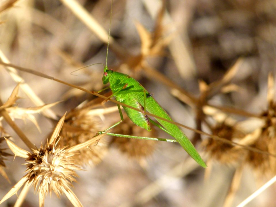 Insect Fauna Invertebrate Grass Family