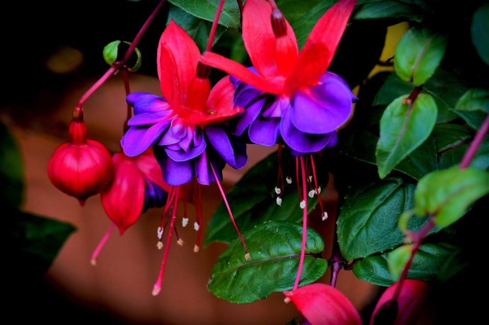 Flower Plant Flora Flowering Plant