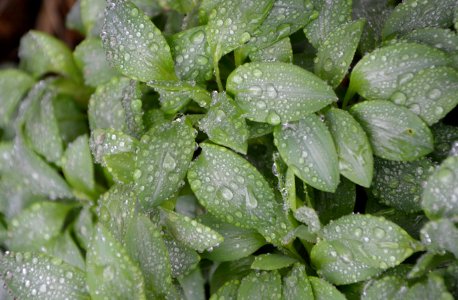 Plant Leaf Herb Groundcover photo