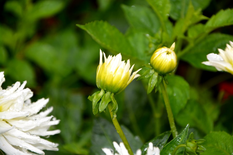 Flower Plant Flora Daisy Family