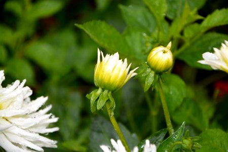 Flower Plant Flora Daisy Family photo