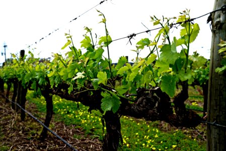Agriculture Vineyard Grapevine Family Plant