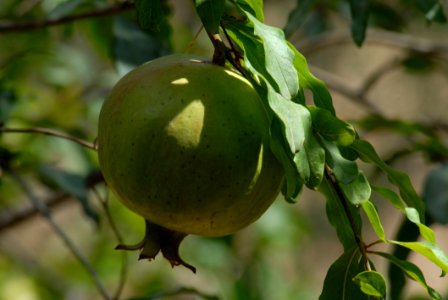 Fruit Tree Fruit Citrus Branch photo