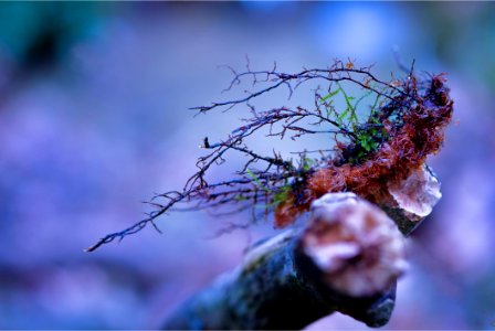 Branch Tree Macro Photography Close Up