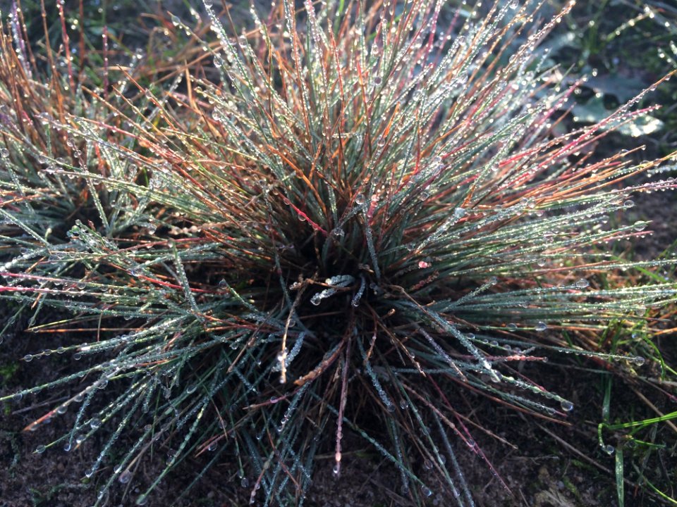 Plant Flora Grass Family Grass