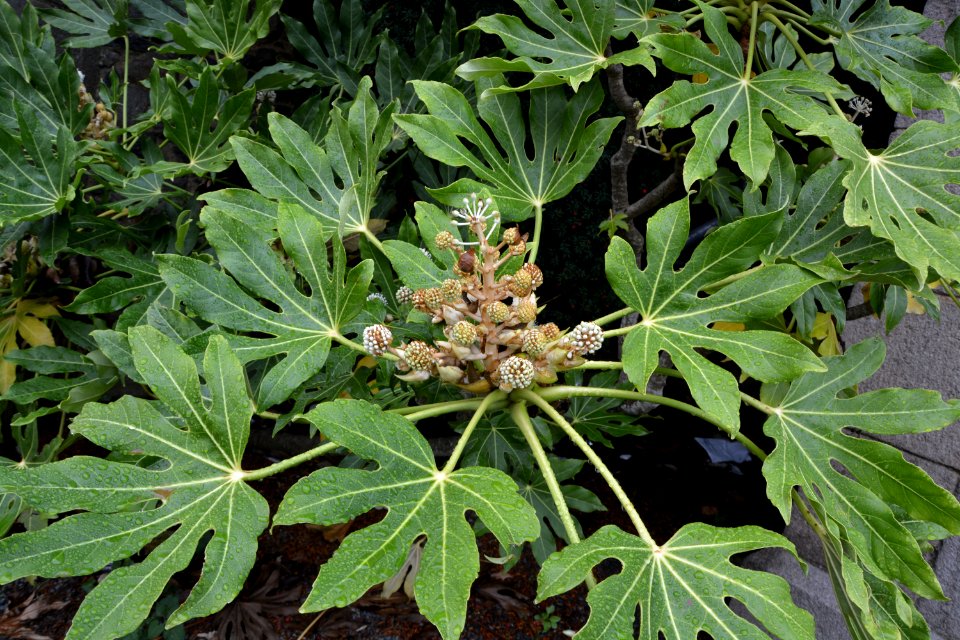 Plant Leaf Flower