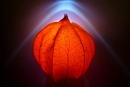 Leaf Close Up Macro Photography Lighting photo