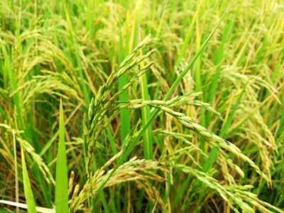 Grass Ecosystem Crop Grass Family