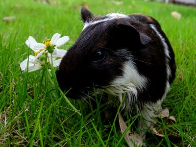 Fauna Guinea Pig Rodent Grass photo