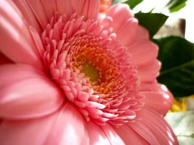Flower Pink Flora Flowering Plant