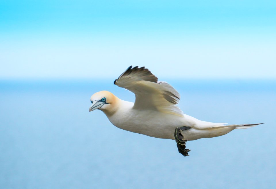 Bird Fauna Seabird Sky