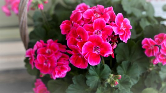 Flower Plant Pink Flowering Plant