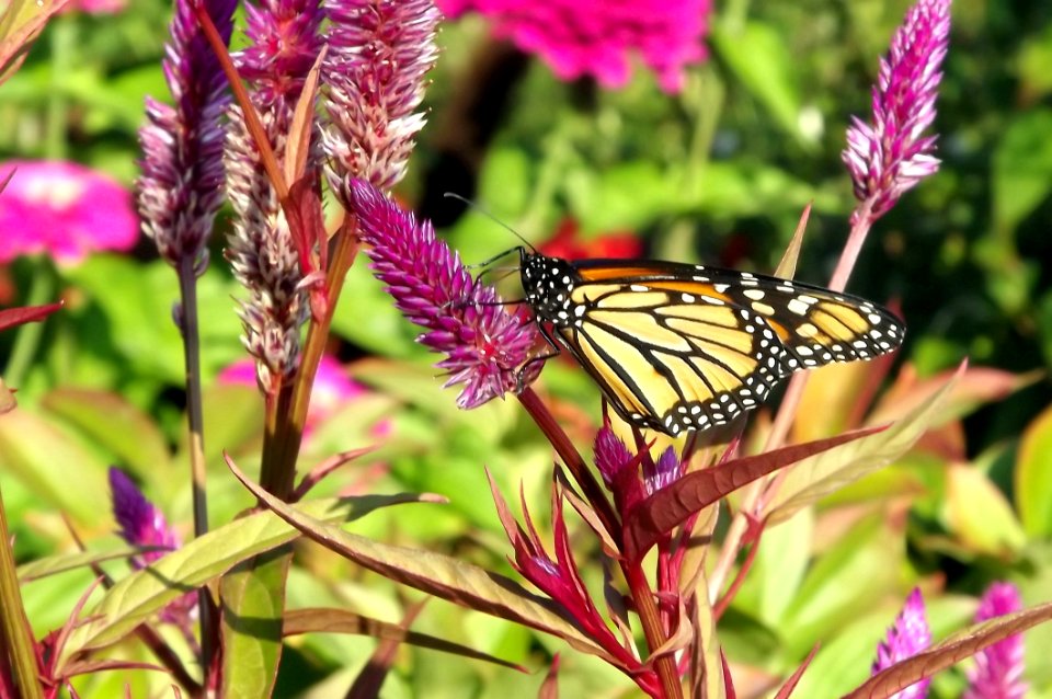Butterfly Moths And Butterflies Monarch Butterfly Insect