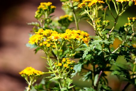 Flower Yellow Plant Tansy photo
