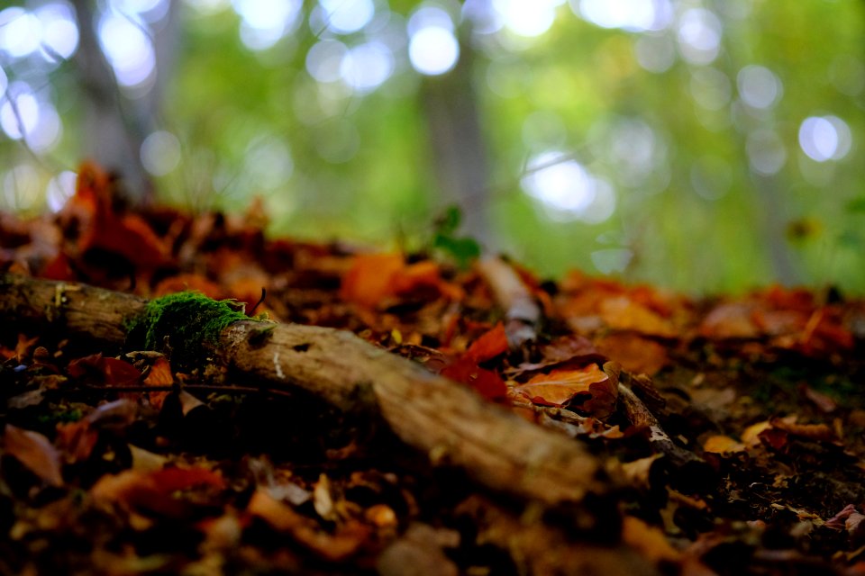 Leaf Deciduous Autumn Soil