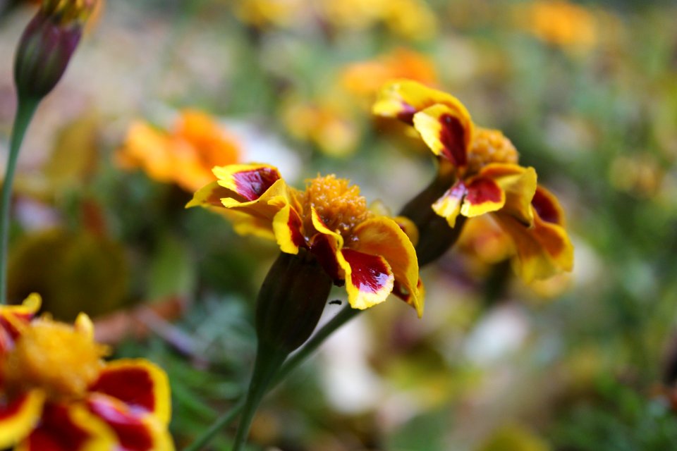 Flower Flora Plant Flowering Plant