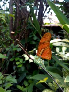 Butterfly Moths And Butterflies Insect Invertebrate
