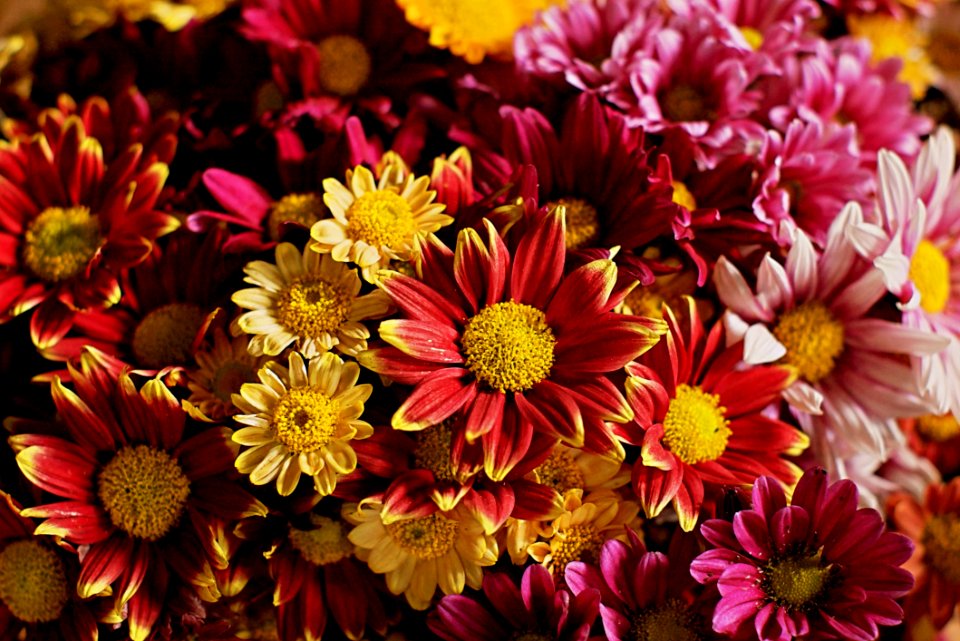 Flower Pink Floristry Flora