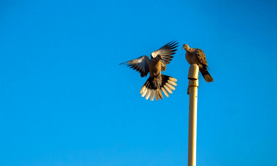 Bird Sky Fauna Beak