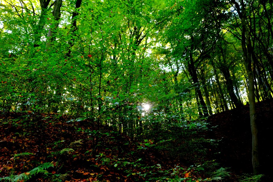 Vegetation Woodland Nature Green