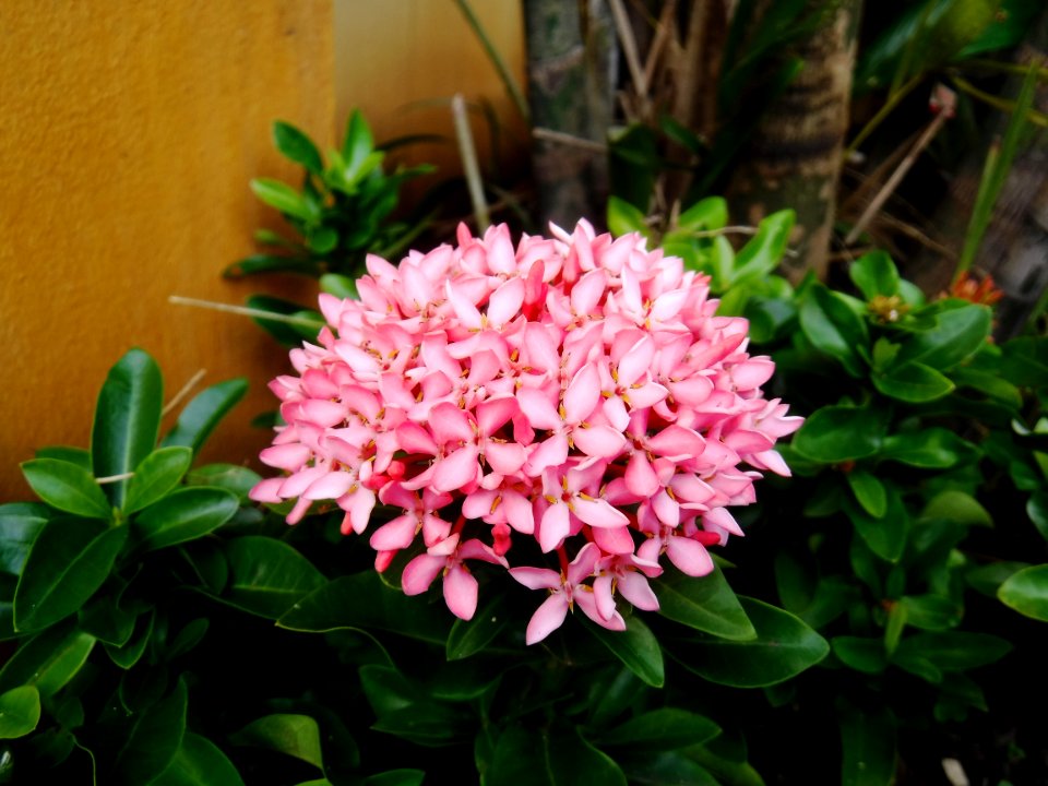 Plant Flower Annual Plant Shrub