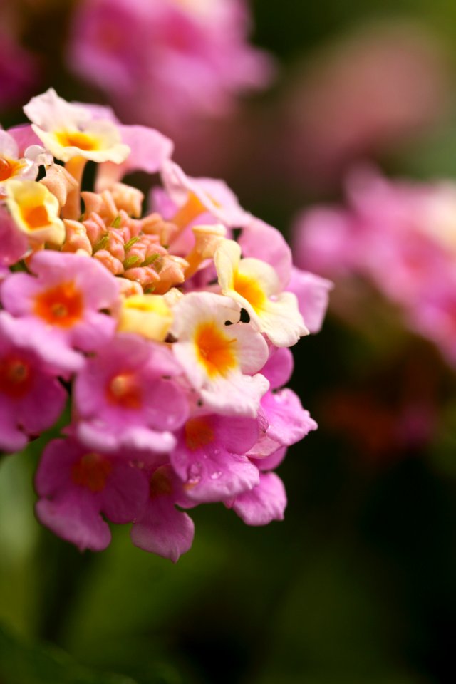 Flower Pink Flowering Plant Lantana Camara