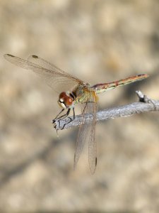 Dragonfly Insect Dragonflies And Damseflies Fauna photo