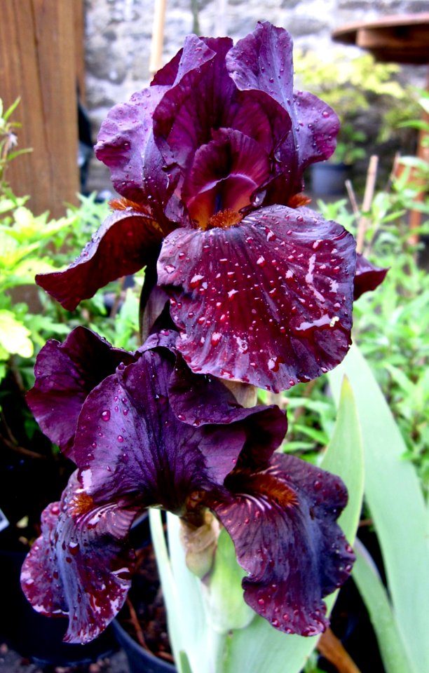 Flower Plant Flowering Plant Purple