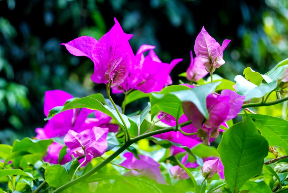 Flower Plant Flora Pink