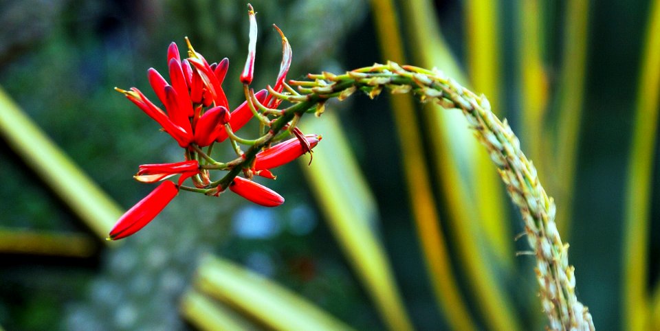 Flora Plant Flower Flowering Plant