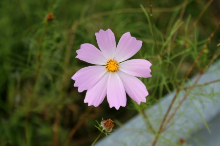 Flower Flora Garden Cosmos Plant photo