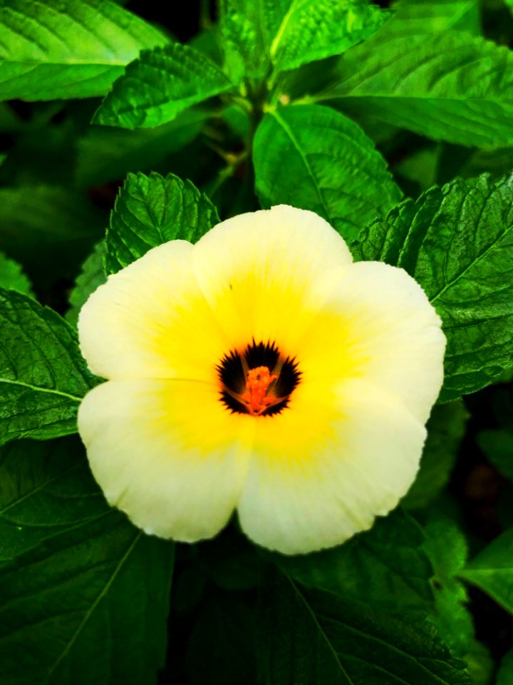 Flower Yellow Flora Plant