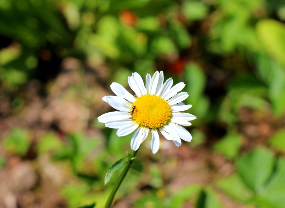 Flower Flora Plant Chamaemelum Nobile