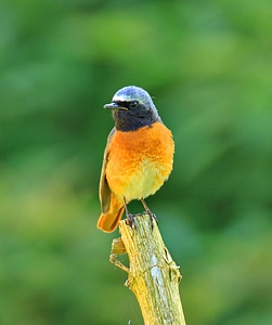 Wings feather wildlife photo