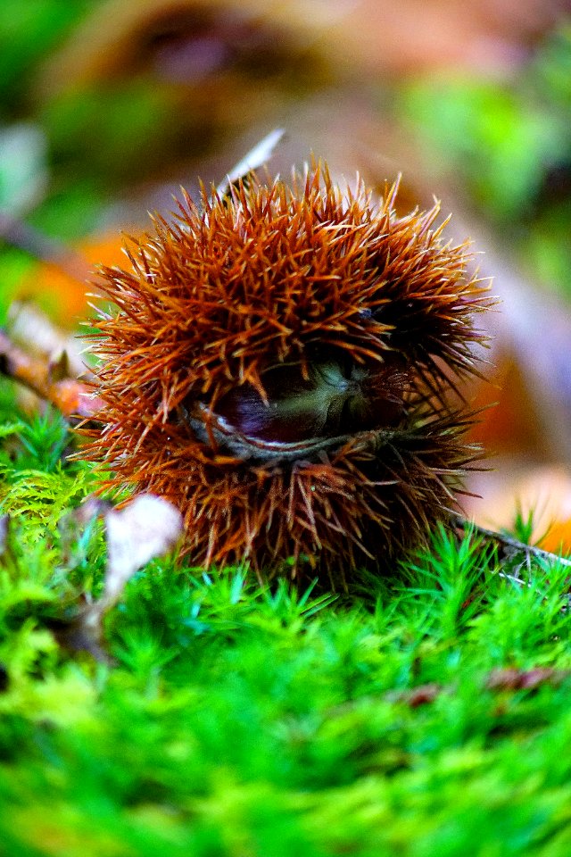 Vegetation Chestnut Close Up Organism