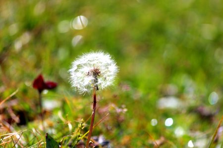 Flower Flora Vegetation Dandelion