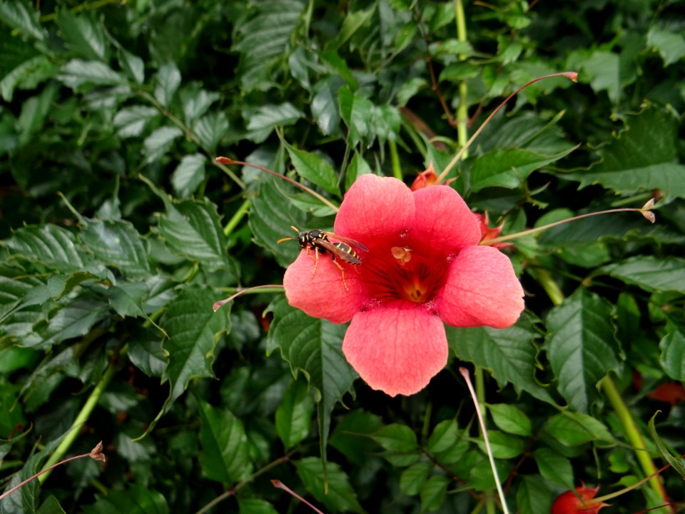 Flower Plant Flowering Plant Vegetation