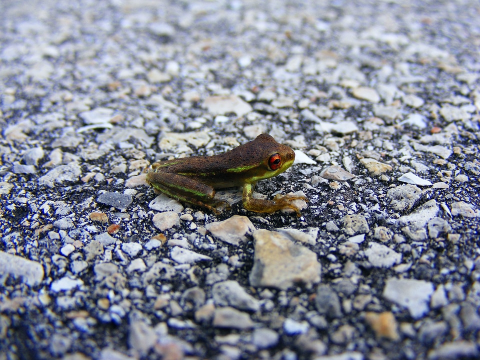 Green macro green tree frog photo