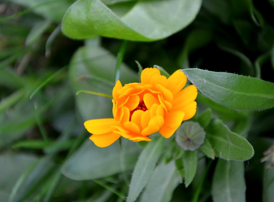 Flower Plant Flora Wildflower