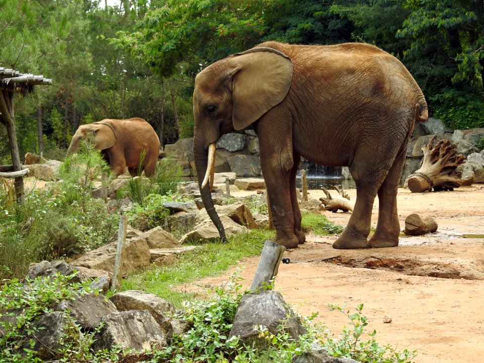 Elephant Elephants And Mammoths Terrestrial Animal Indian Elephant
