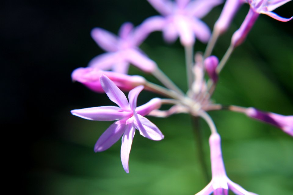 Flower Plant Flora Purple