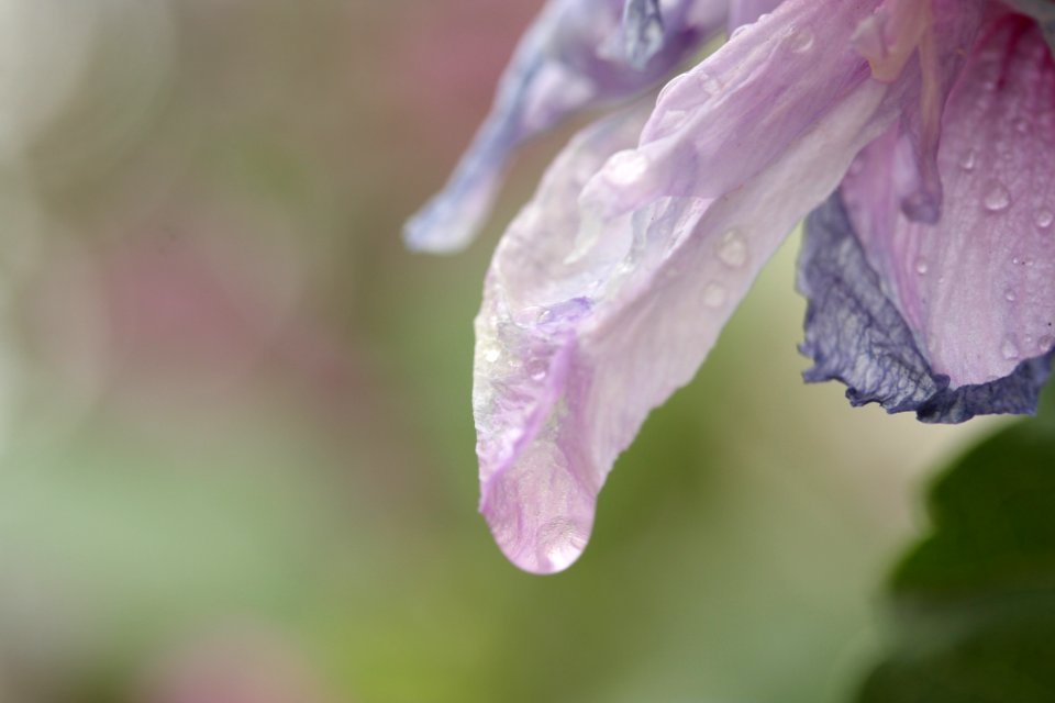 Flower Purple Lilac Petal